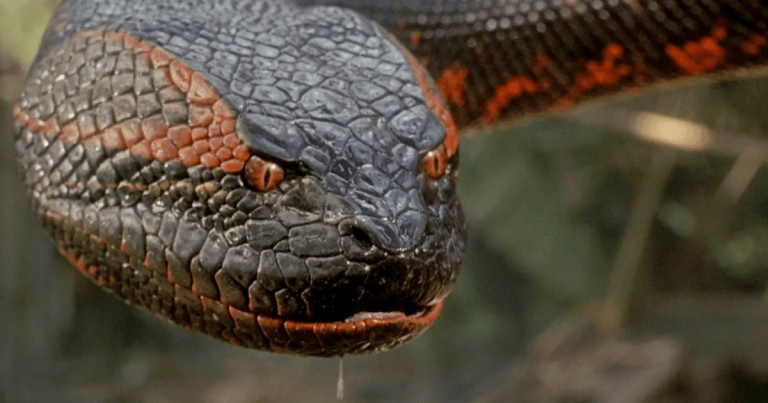 Anaconda Release Date Set for Jack Black & Paul Rudd’s Meta Reboot