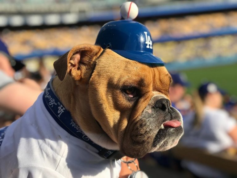 LA Dodgers Partner with LA County Animal Care Centers for All-star Pet Holiday Adoption Event￼