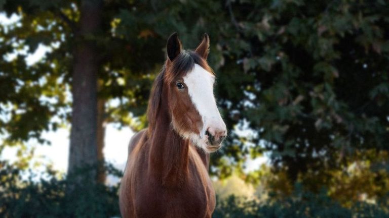 Anheuser-Busch Sends Budweiser Clydesdales Down Local Super Bowl Path