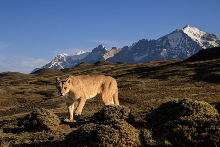 NBC’s “The Americas” is a Gorgeous but Shallow Look at the Natural World | TV/Streaming