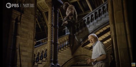 The Existence of Bigfoot Investigated at the Natural History Museum in London by David Attenborough — GeekTyrant