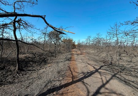 Bungled Attempt To Make Backyard S’mores Caused Wildfires On Long Island, Officials Say